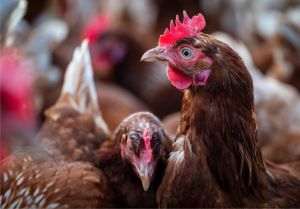 TradeVille: Agroland, la jumătatea anului - venituri în creştere şi profit net uşor sub anul anterior
